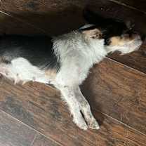 Thumbnail photo of Mocha #4