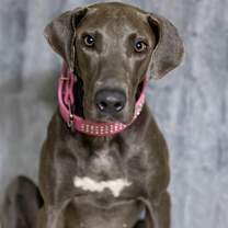 Thumbnail photo of Diva #2