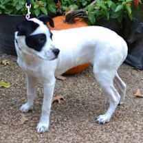 Thumbnail photo of Poppy #2