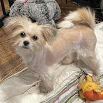 Thumbnail photo of Miranda My Love IN FOSTER & house trained! #2