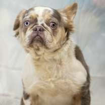 Thumbnail photo of FB Fabulous Farrah #1