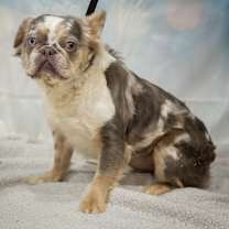 Thumbnail photo of FB Fabulous Farrah #2