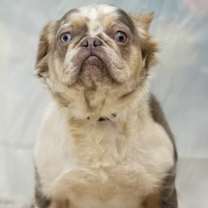 Thumbnail photo of FB Fabulous Farrah #3