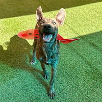 Thumbnail photo of Kane #1