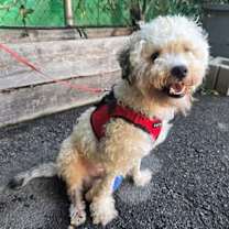 Thumbnail photo of Ozzy #2