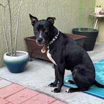 Thumbnail photo of Raven #4