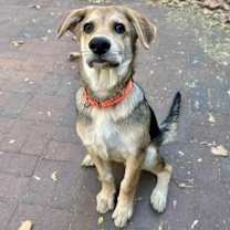 Thumbnail photo of Pecan #1