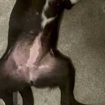 Thumbnail photo of Hera #3