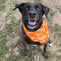 Thumbnail photo of Iris #1