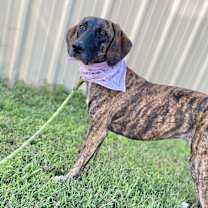 Thumbnail photo of Freya #1