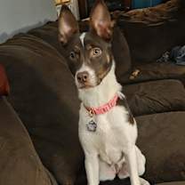 Thumbnail photo of Mokey #1