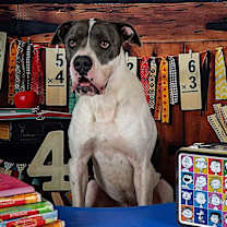 Thumbnail photo of Huckleberry #4