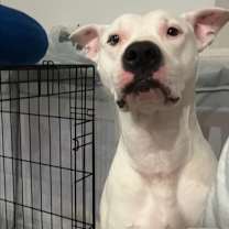 Thumbnail photo of Knuckles #3