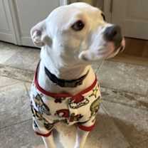 Thumbnail photo of Ollie #3