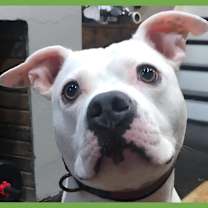 Thumbnail photo of Ollie #1