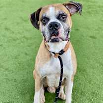 Thumbnail photo of Buxton #1