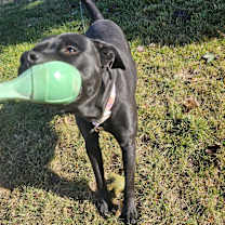 Thumbnail photo of Ash #1