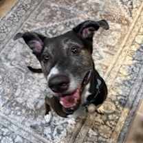 Thumbnail photo of Rosie #3