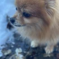 Thumbnail photo of Teddy #2