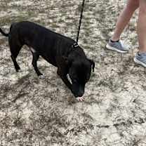 Thumbnail photo of BRUTUS++ #3