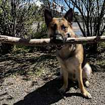 Thumbnail photo of Baz #4