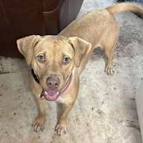 Thumbnail photo of Darcy #1