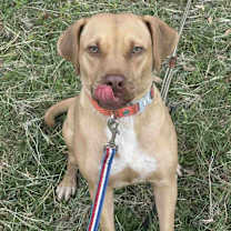 Thumbnail photo of Darcy #4