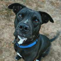 Thumbnail photo of Pete #4