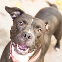 Thumbnail photo of Kim - In Foster #1