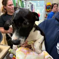 Thumbnail photo of Pumpkin #2