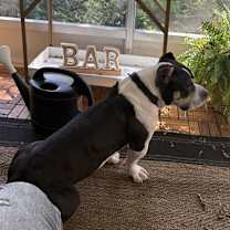 Thumbnail photo of Duke #2