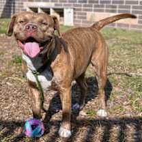 Thumbnail photo of Priscilla #4