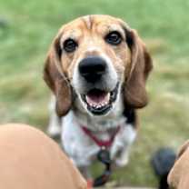 Thumbnail photo of Dusty #2