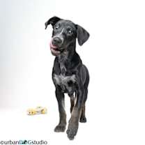 Thumbnail photo of Willow - F #4