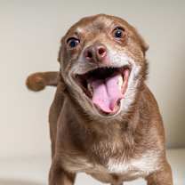 Thumbnail photo of Kermit #4