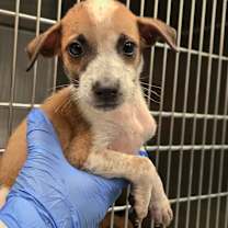 Thumbnail photo of Bruno (Jon) #2