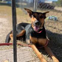 Thumbnail photo of Starburst #1