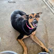 Thumbnail photo of Starburst #4