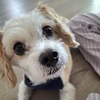 Thumbnail photo of Chloe #1