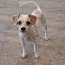 Thumbnail photo of Chloe #3