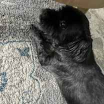 Thumbnail photo of dez #2