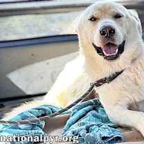 Thumbnail photo of Noble in CT - Super Playful With Everyone! #2