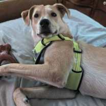 Thumbnail photo of Peach #1