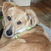 Thumbnail photo of Peach #2