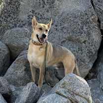 Thumbnail photo of Bubba #1