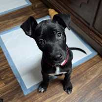 Thumbnail photo of Doug Doodle #2