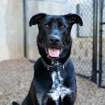 Thumbnail photo of Dru #1