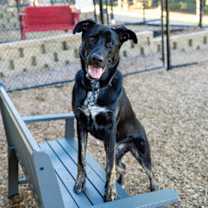 Thumbnail photo of Dru #2