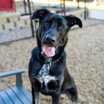 Thumbnail photo of Dru #3