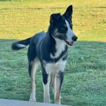 Thumbnail photo of WILLIE #2